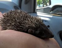 Jeż z Grochowa, fot. Straż Miejska